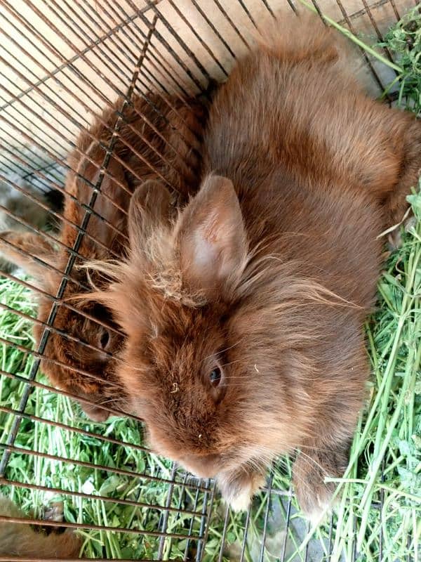 lion head rabbits brred for sale 2 rabits and one rabit kid 2