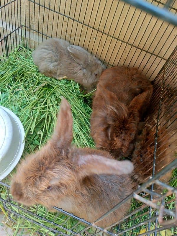 lion head rabbits brred for sale 2 rabits and one rabit kid 4