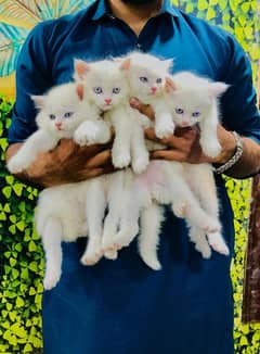 Persian Punch face triple coat cat Kitten