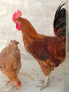 Misre Male Aseel female for sale