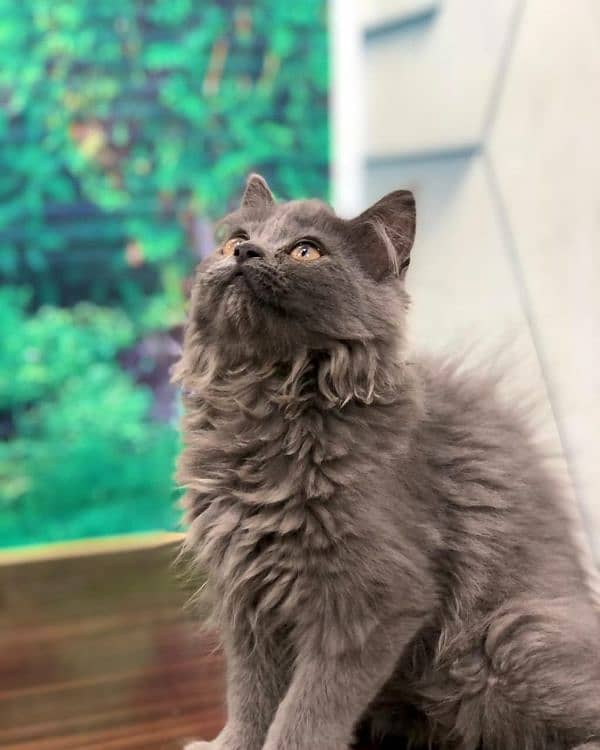 Persian Punch face triple coat cat Kitten 5