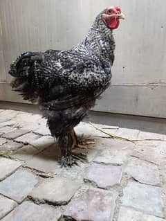 Fancy hen coco brahma home breed