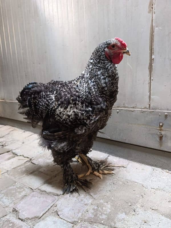 Fancy hen coco brahma home breed 1