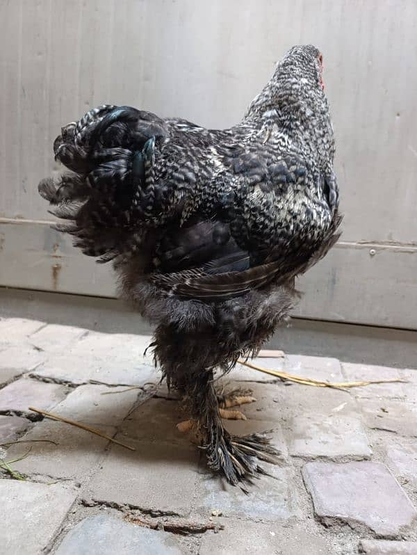 Fancy hen coco brahma home breed 2