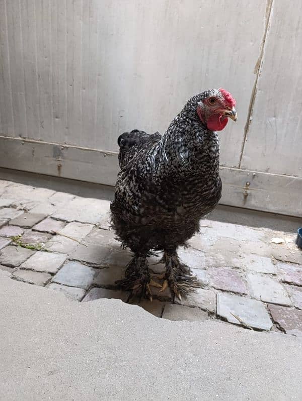 Fancy hen coco brahma home breed 3