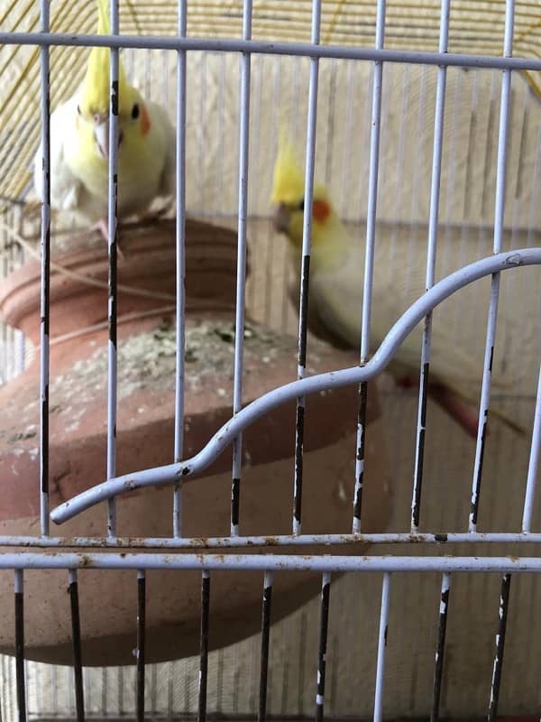 cocktail pair for sell with cage 0