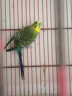 Spilt BW spilt hogo male for sale spilt ki garnti hai