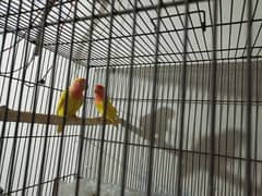 love birds pair Latino personalta