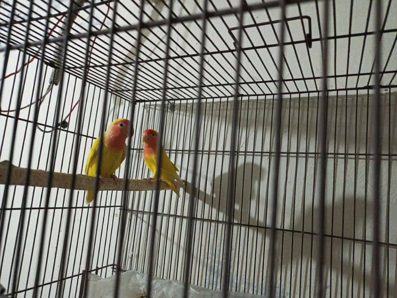 love birds pair Latino personalta 0