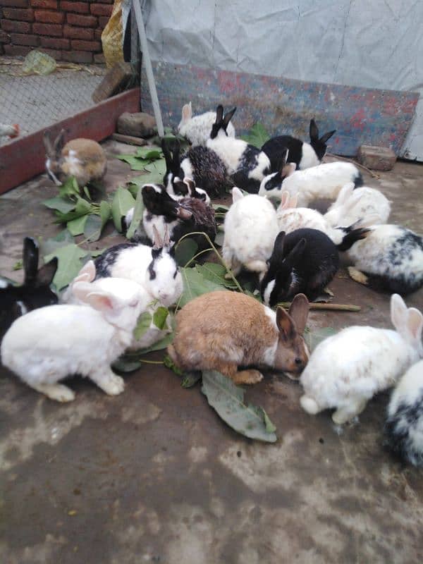 healthy and active male rabbits for sale 5 piece 4500/  03035846813 1