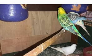 Australian Parrots for Sale Rs. 500 per Parrot