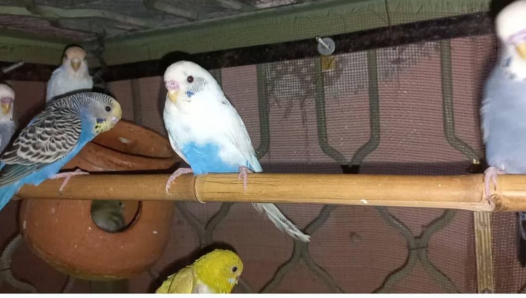 Australian Parrots for Sale Rs. 500 per Parrot 1