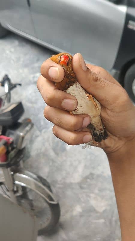 orange finch breeder pair 0