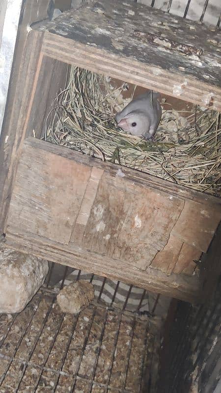 orange finch breeder pair 5