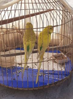 Bajri Parrots Pair Full Breeder