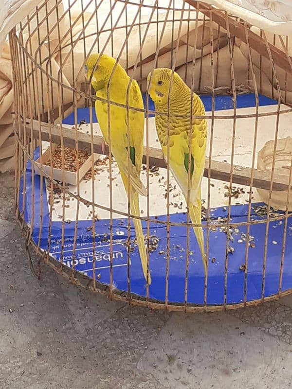 Bajri Parrots Pair Full Breeder 2