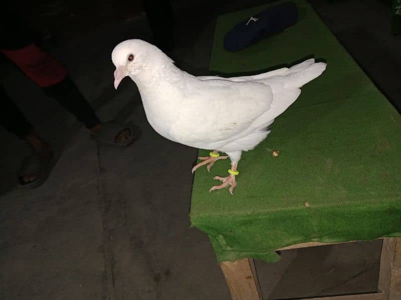 kking  fancy pigeon  | kabutar|  pegion for sale 0