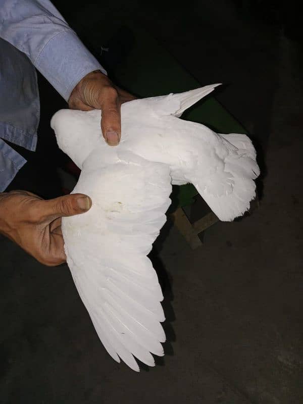 kking  fancy pigeon  | kabutar|  pegion for sale 2