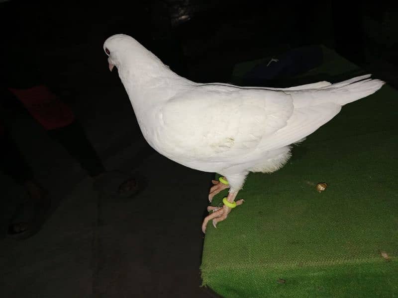 kking  fancy pigeon  | kabutar|  pegion for sale 3