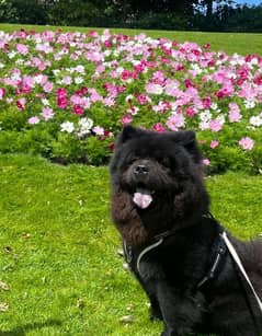 Chow Chow Imported Female puppy