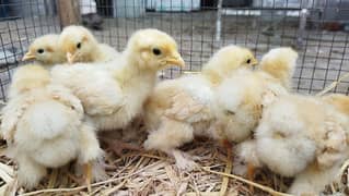 Golden Buff Heavy Cochin Chicks