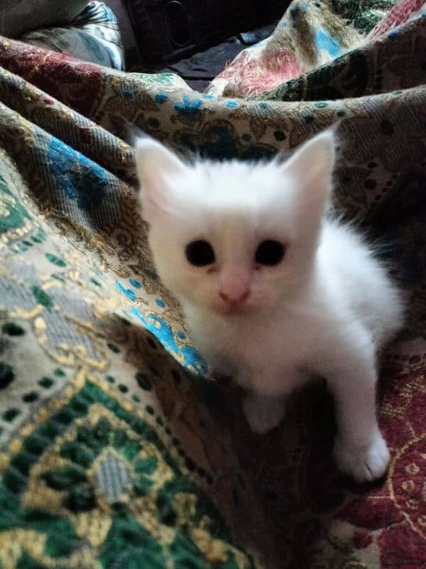 cat Turkish angora 0