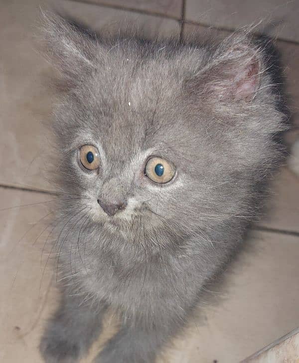 Grey Persian Kitten 0