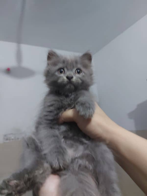 Grey Persian Kitten 2