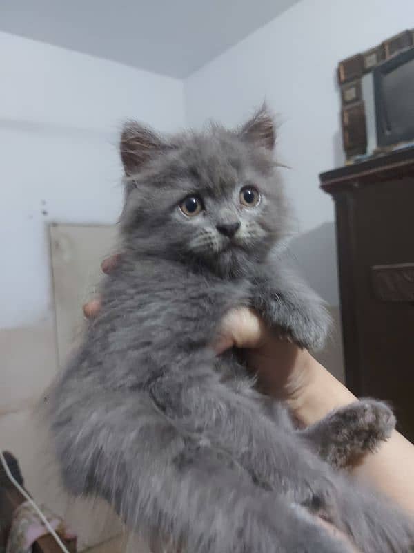 Grey Persian Kitten 3