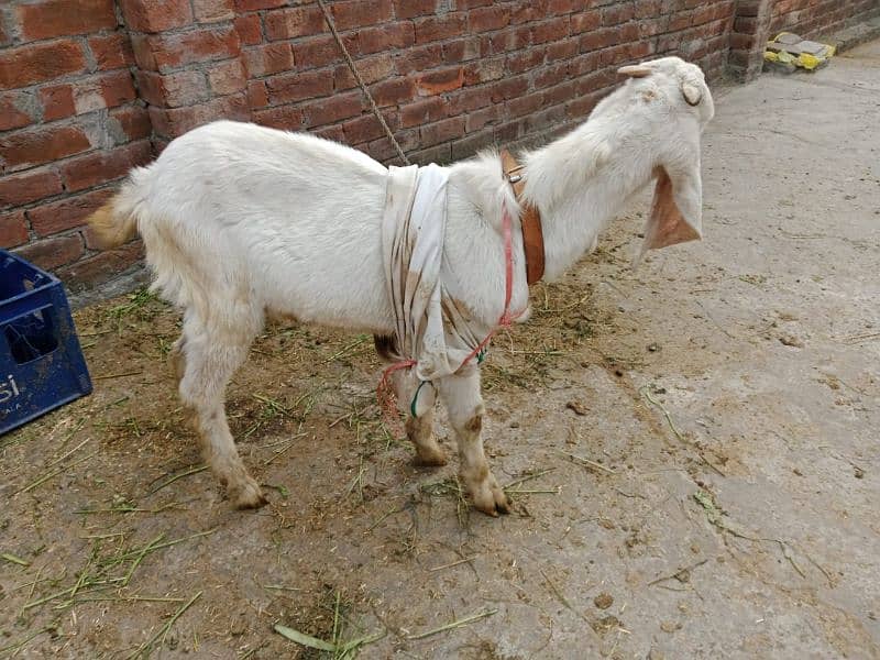 bakra/ desi bakra / 6