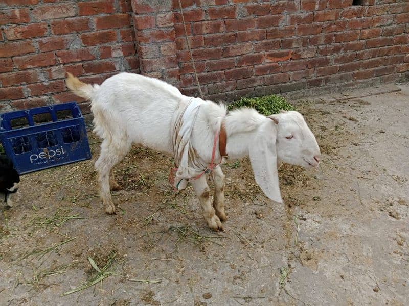 bakra/ desi bakra / 7