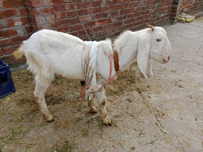 bakra/ desi bakra / 8