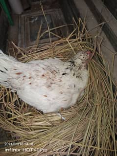 female breeded hen