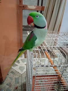 raw kashmiri male parrot for sale