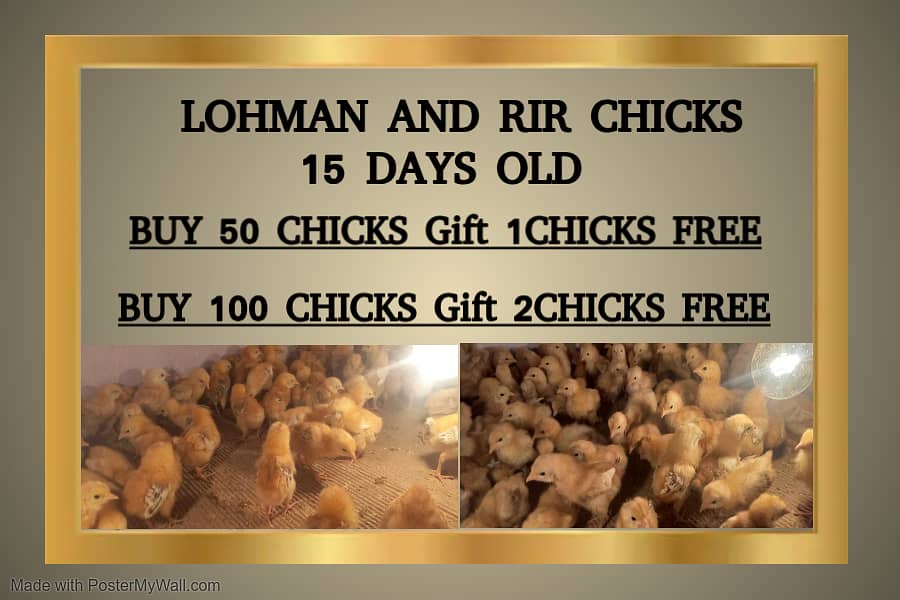 rir chicks | lohman brown chicks | Rhode Island Red chicks 0