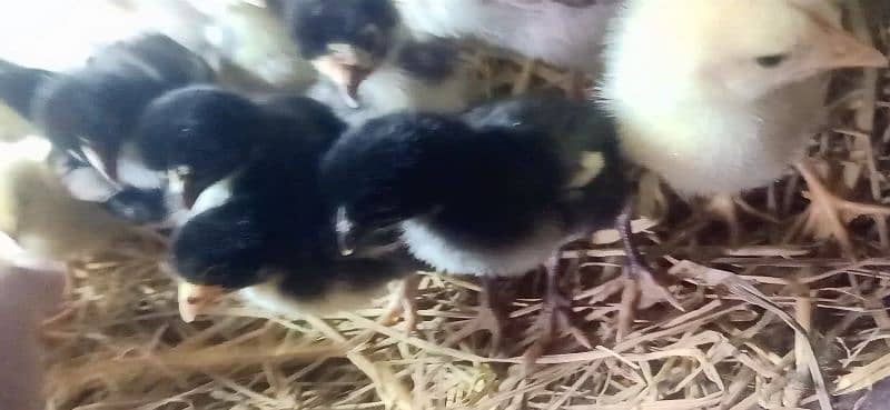 Mianwali Aseel Morgha(Rooster) & chicks 3