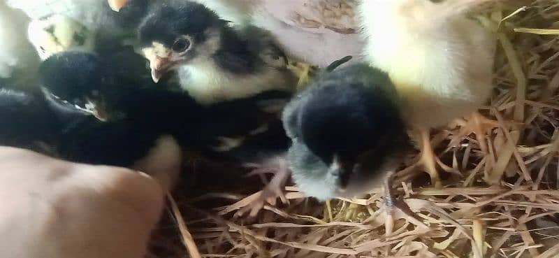 Mianwali Aseel Morgha(Rooster) & chicks 4