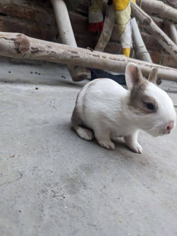 4 cute  baby rabbits 1