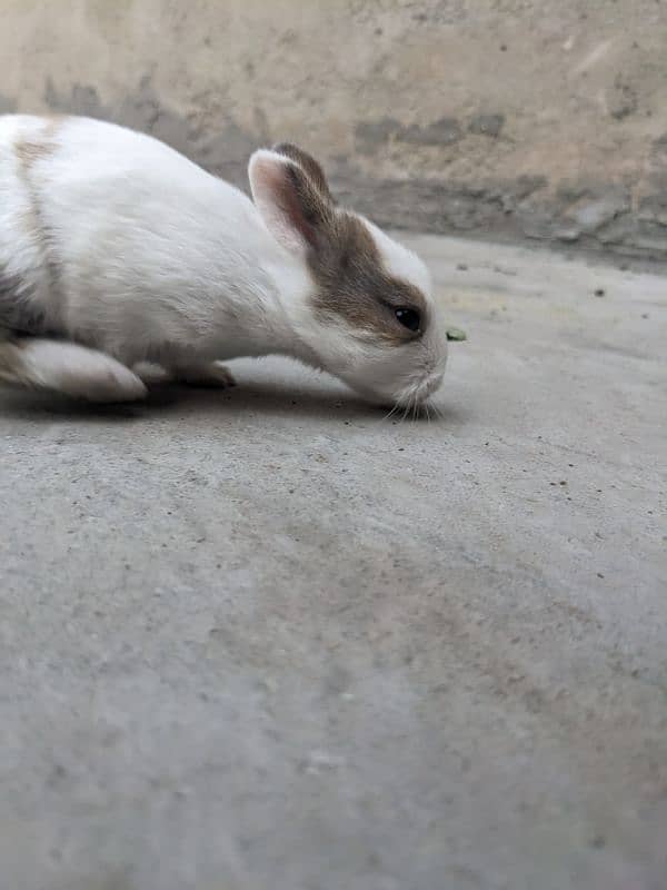 4 cute  baby rabbits 2