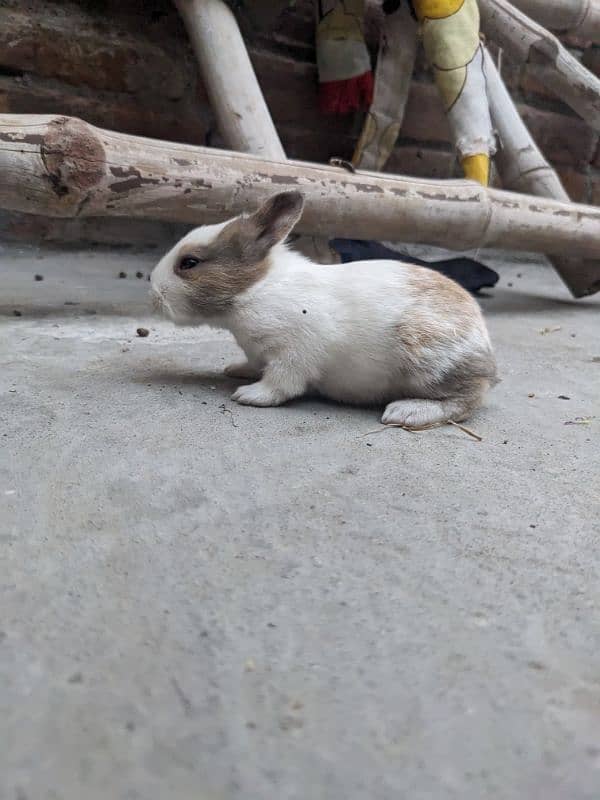 4 cute  baby rabbits 3