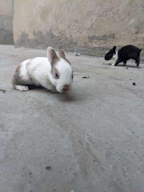 4 cute  baby rabbits 4