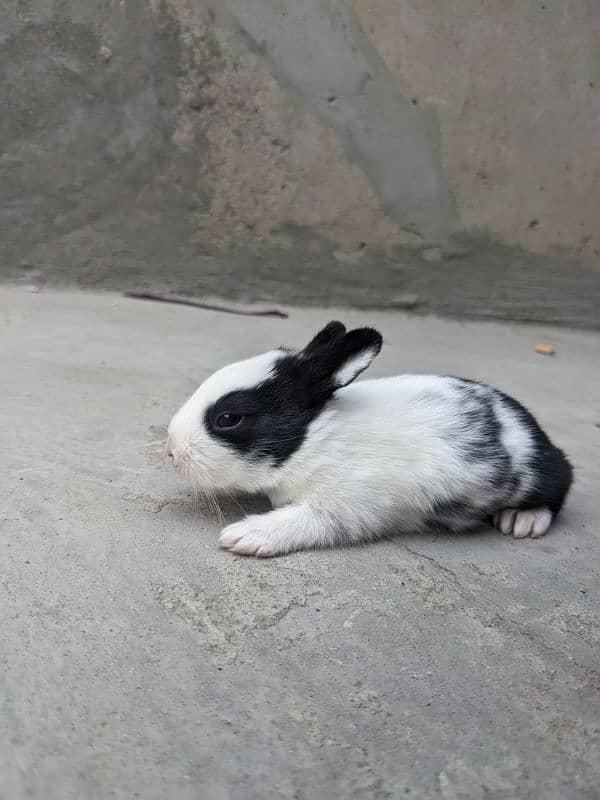 4 cute  baby rabbits 6