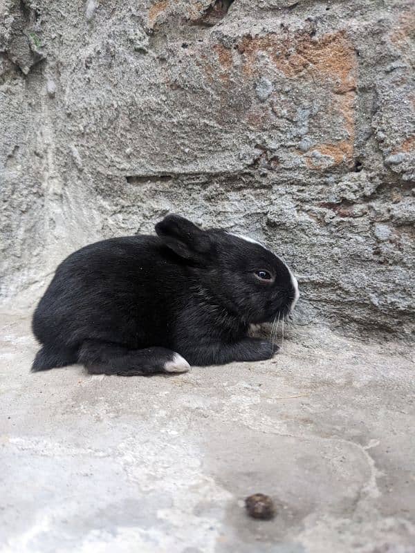 4 cute  baby rabbits 7