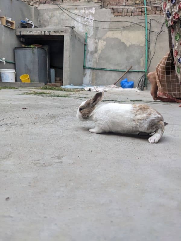 4 cute  baby rabbits 8