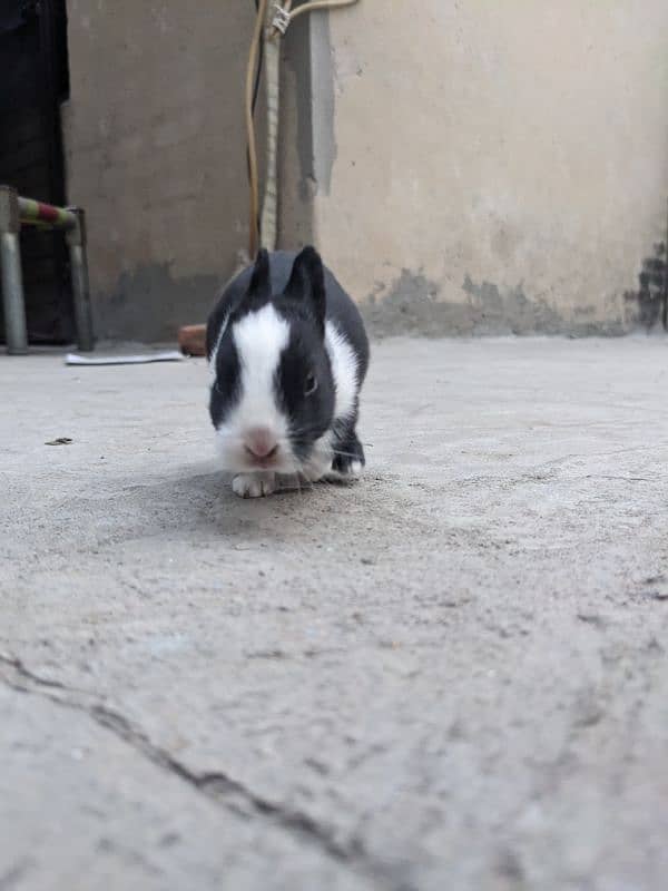 4 cute  baby rabbits 9