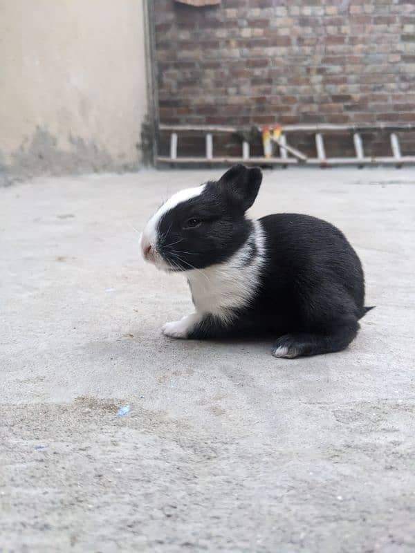 4 cute  baby rabbits 10