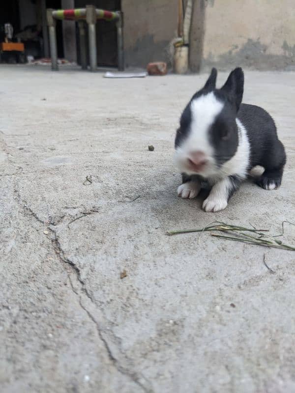 4 cute  baby rabbits 13