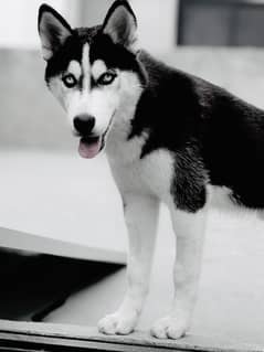 siberian husky dog black white color