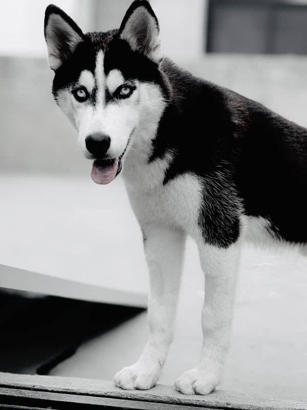 siberian husky dog black white color 0