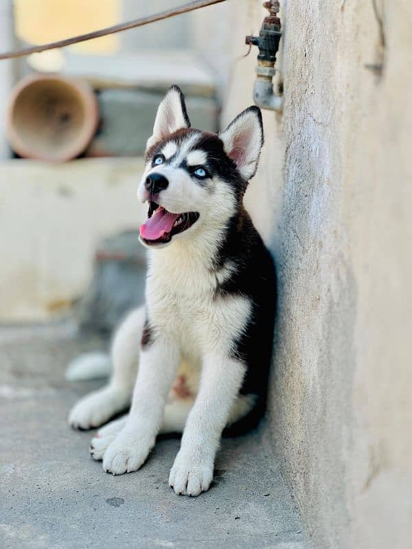 siberian husky dog black white color 2